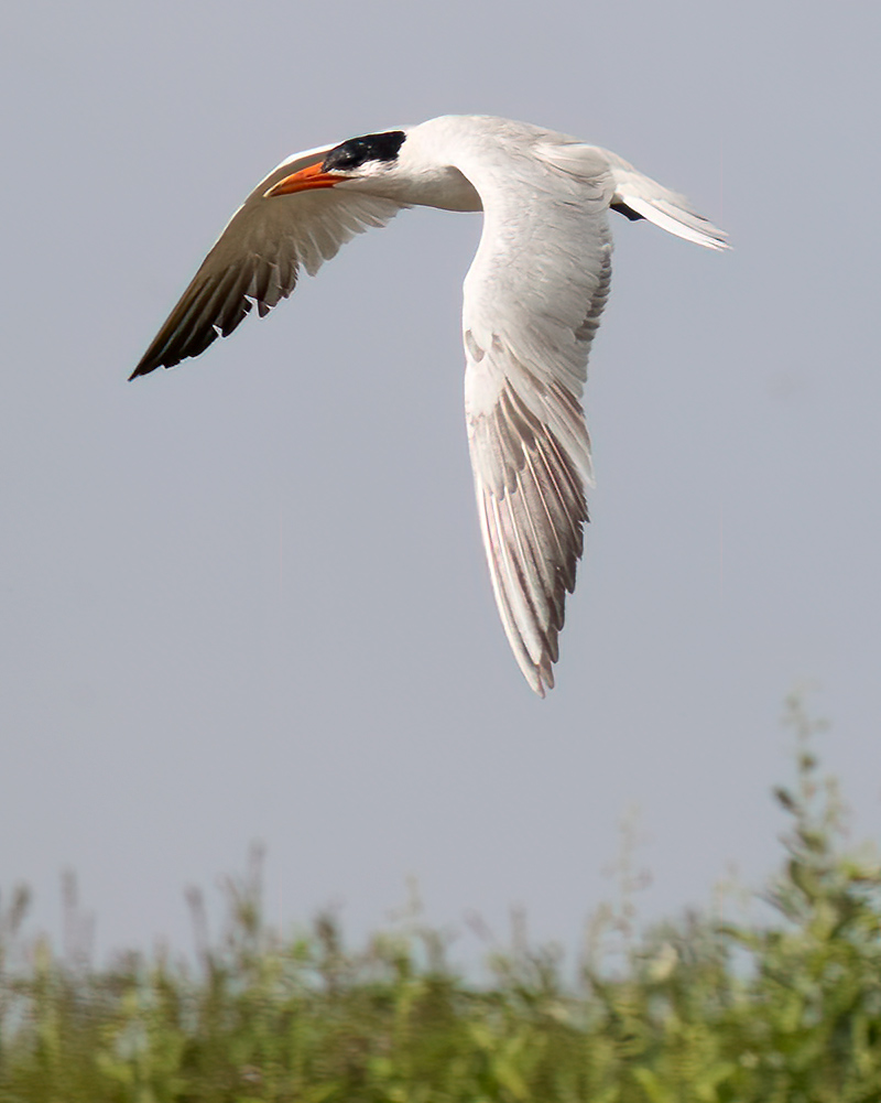 Caspian tern